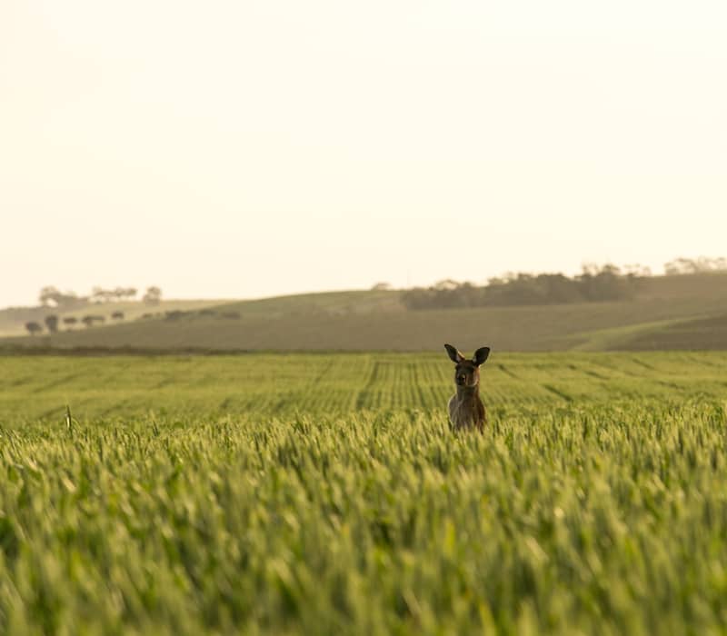 A lone kangaroo stands alert in a lush green wheat field at sunset. This scene represents the intersection of South Australia's vast agricultural regions and its thriving native wildlife.