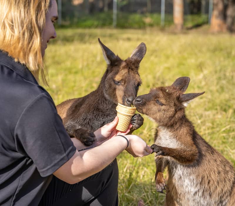 A zookeeper feeding wallabies an edible cone at Mogo Wildlife Park in the South Coast region of NSW.