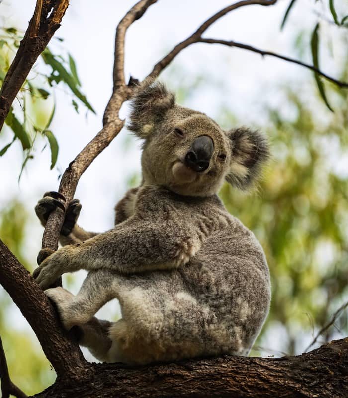 A fluffy grey koala sits securely in the fork of a tree branch against a soft green leafy background on Magnetic Island.