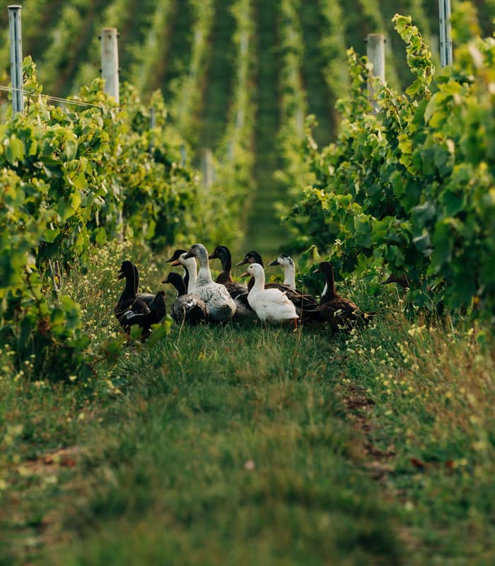 A flock of ducks walking through a green vineyard aisle between rows of leafy grapevines.