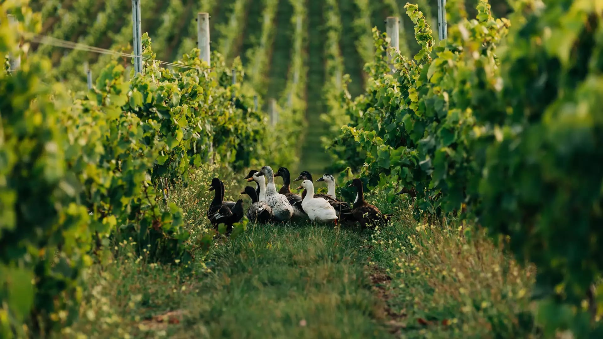 A flock of ducks walking through a green vineyard aisle between rows of leafy grapevines.