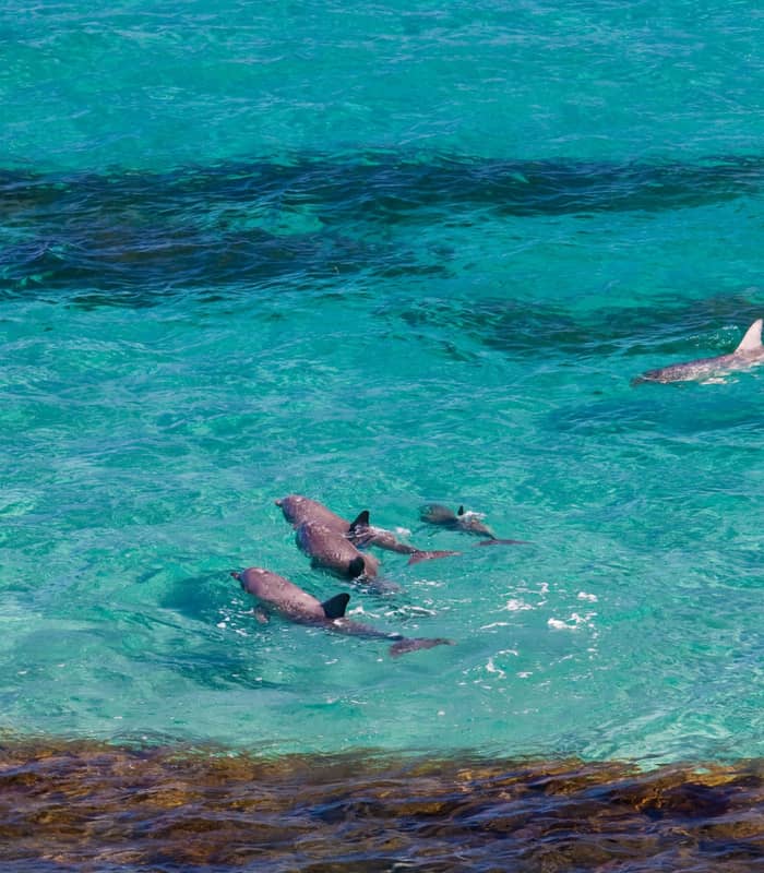 A pod of dolphins swimming in clear turquoise ocean water near the shore of Kangaroo Island.