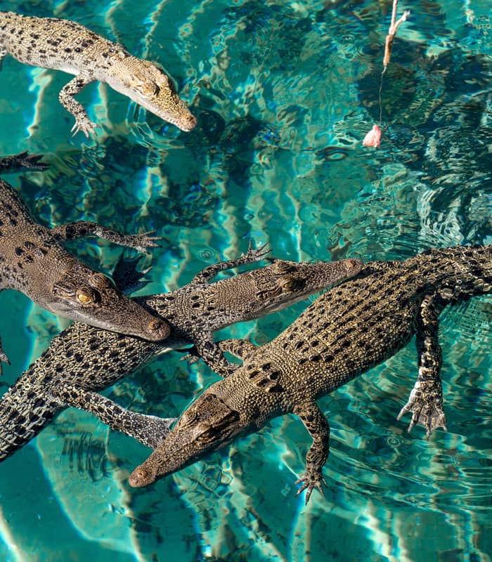 Looking down into bright blue water, four young crocodiles swim close together, their scaly backs and tails clearly visible from above.