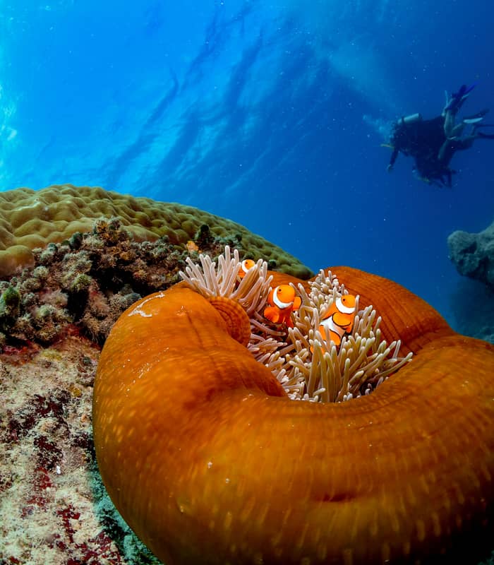 Three orange and white Clownfish swimming inside a large round orange sea anemone on the reef floor.