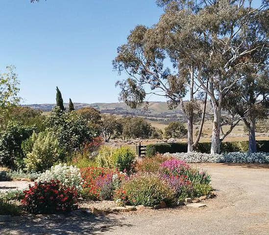Vibrant garden with roses, variety of flowers, and hills in the background under clear skies.