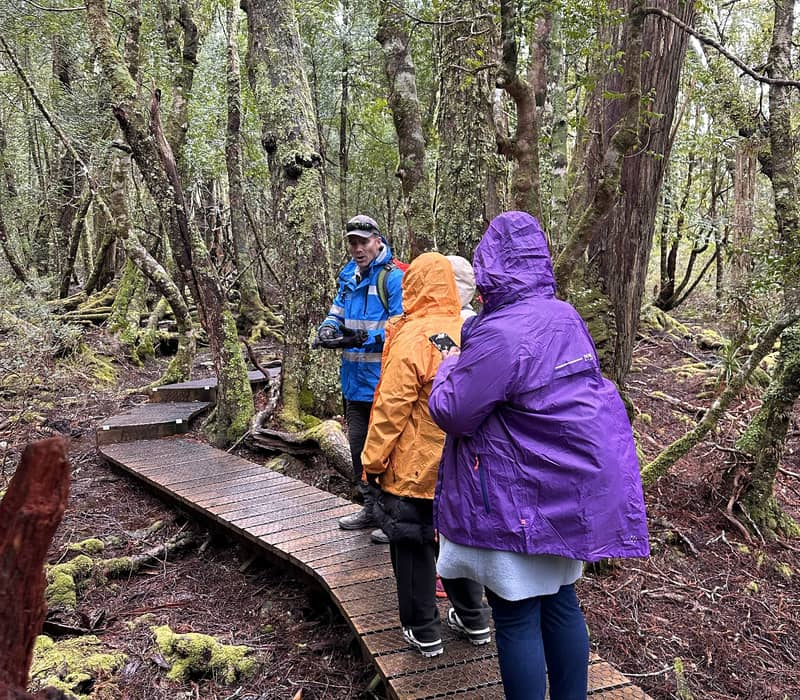 Guided tour group in waterproof gear walking through a lush green Tasmanian rainforest on a timber boardwalk.