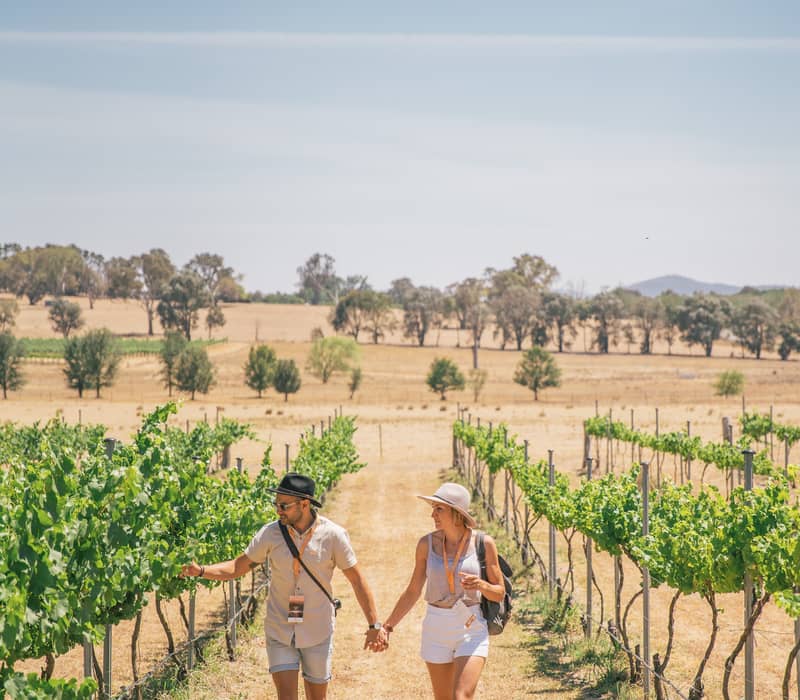 A man and woman walking through a sunny vineyard holding hands.