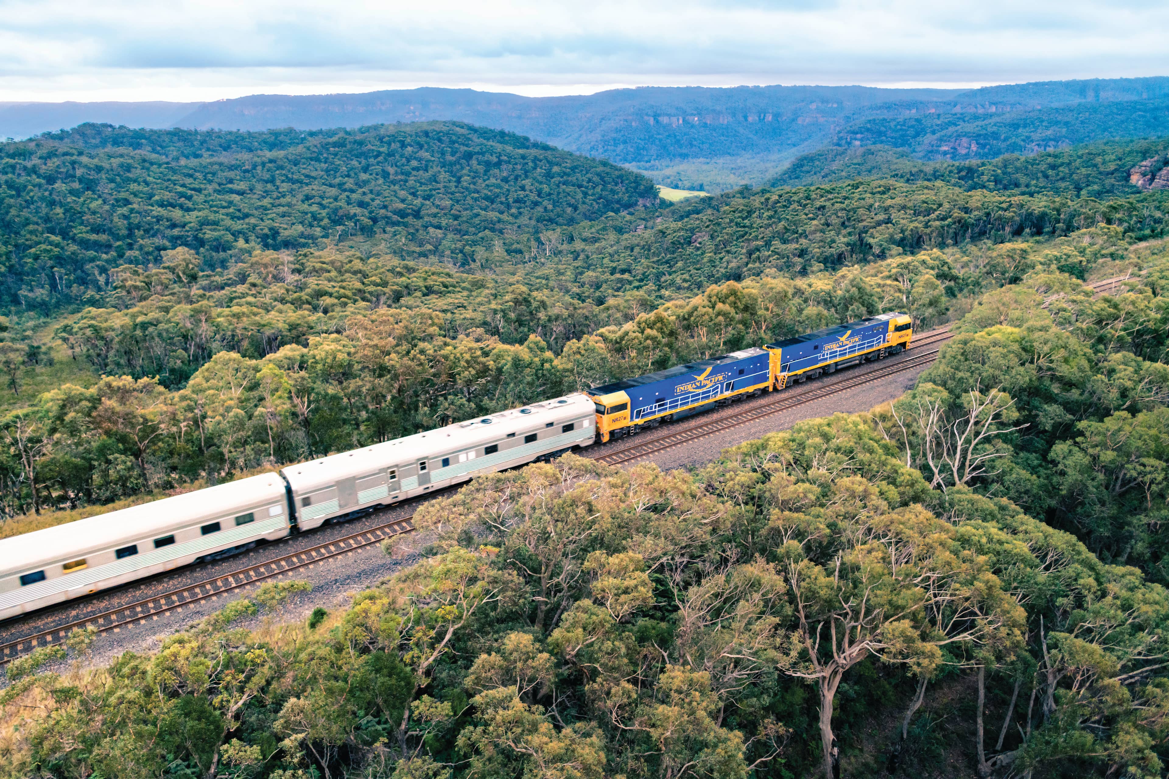 A blue and gold Indian Pacific locomotive hauls silver carriages through the dense green eucalyptus forests of the Blue Mountains, NSW.