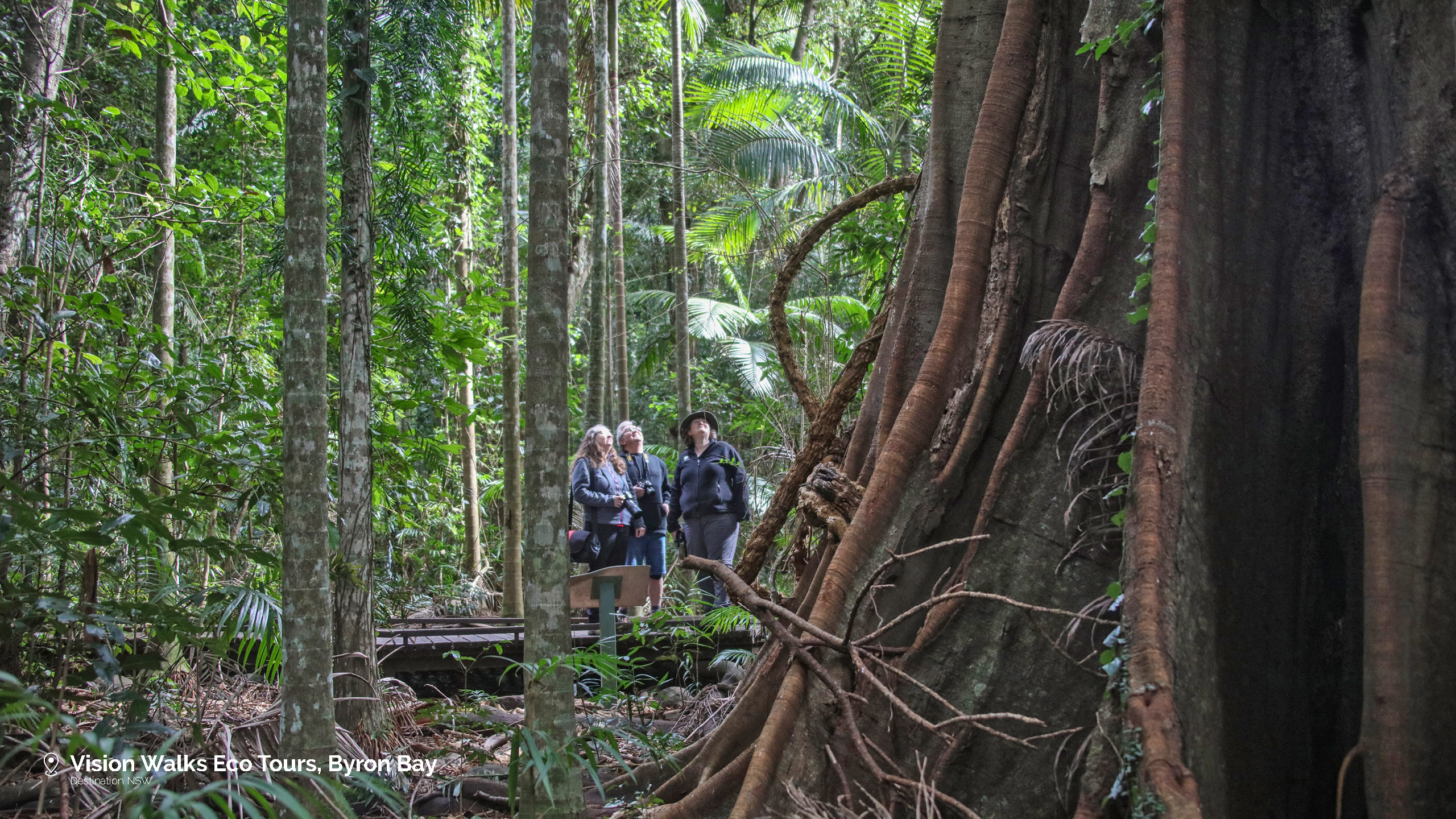Vision Walks Eco Tours runs a wide range of tours to explore and discover the wildlife, ancient rainforests and mystical waterfalls of the Byron Bay hinterland.