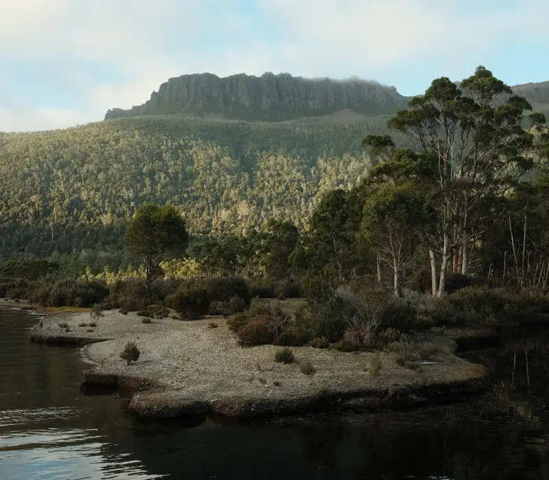 Mt Olympus towering over a dense green forest and Lake St Clair shoreline at dawn.